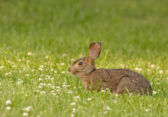 Fototapeta premium Eastern cottontail rabbit in grass and clover