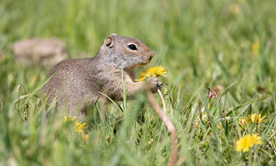 Naklejka na ściany i meble Uinta Ground Squirrel eating yellow flower