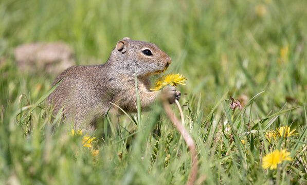 Uinta Ground Squirrel eating yellow flower