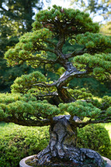 bonsai tree in japan