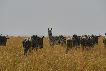 Zebra and Wildebeest standing in the vast grasslands, Kenya.