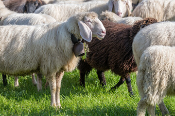 Obraz premium white sheep with cowbell among flock in paddock at Alpine Cattle Drive, Rettenberg, Germany