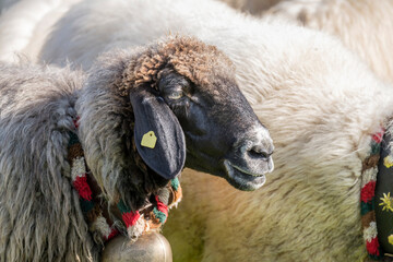 Naklejka premium black muzzle of white sheep with cowbell in paddock at Alpine Cattle Drive, Rettenberg, Germany