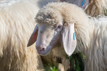 muzzle of sheep in paddock at Alpine Cattle Drive, Rettenberg, Germany