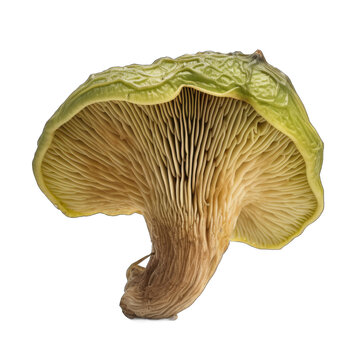 Dried Green-spored lepiota mushroom isolated