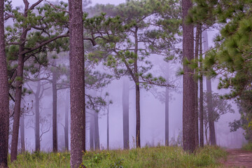 white fog morning in pine forest