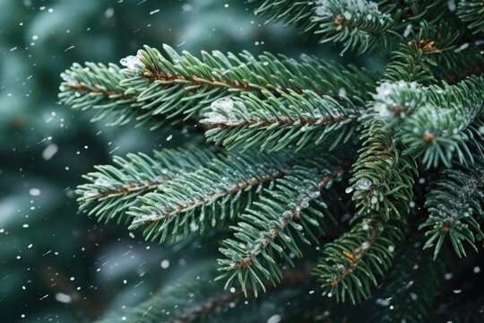 Background image of the green branches of the Christmas tree