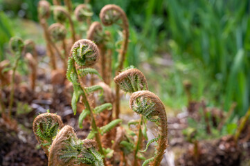 Fern unrolling a new frond,  new growth in spring. 