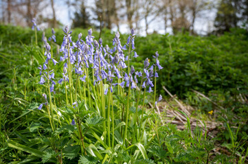 Purple bluebell flowers (Hyacinthoides) growing in a spring forest. Pretty and colourful perennial plants with green leaves and stems blooming outdoors. Bluebells woodland forest nature background.