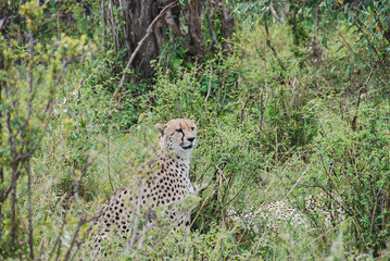 cheetah, Acinonyx jubatus, sitting in dense bush, Kenya.
