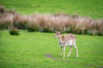 Naklejka na ściany i meble Deer on a green field, Dartmoor, Devon