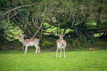 Naklejka na ściany i meble Deer on a green pasture under tree, Dartmoor, Devon