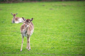 Deer on a green field, Dartmoor, Devon