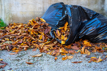 Collecting and putting dry leaves in black garbage bags. - obrazy, fototapety, plakaty