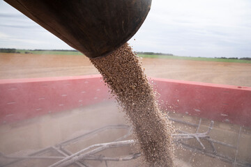 Colheita de feij&atilde;o