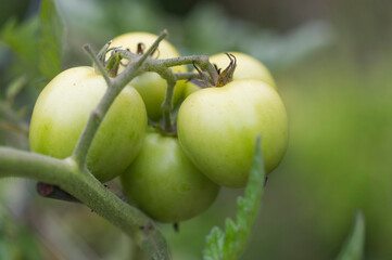 Grüne Tomaten im Garten