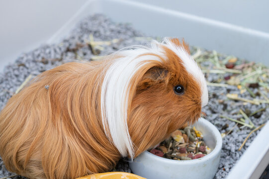 Long-haired guinea pig eats food in a cage with toilet filler