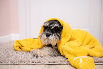 A black and silver schnauzer is lying on the carpet under a towel - obrazy, fototapety, plakaty