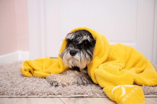 A black and silver schnauzer is lying on the carpet under a towel