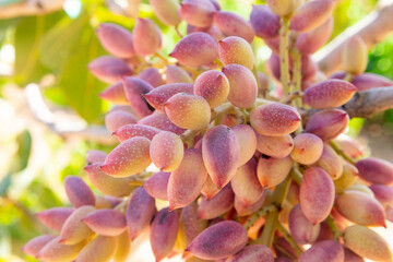 Pistachios grow on the tree in pistachio garden, Gaziantep, Turkey. Pistachios on a branch of the pistachio tree.