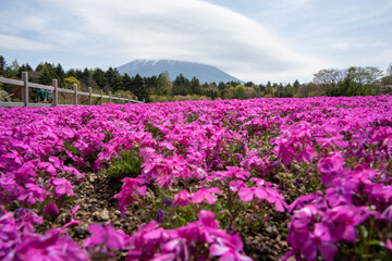 富士芝桜まつり