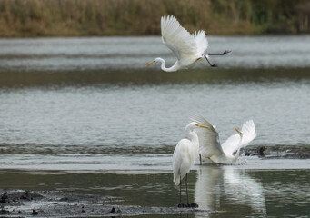 Silberreiher (Egretta alba)
