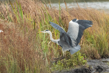 Silberreiher (Egretta alba) und Graureiher
