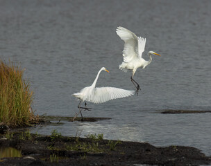 Silberreiher (Egretta alba)
