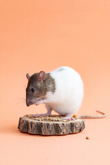 A cute pet rat with a long tail is sitting on a colored background washing. A pet, a rodent.