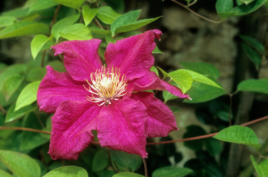 Clematis spp. 'Ernest Markham' , Cl&eacute;matite
