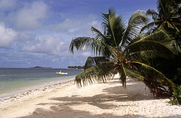 Cocos nucifera, Cocotier, Ile de Praslin, Seychelles