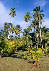 Fototapeta premium Cocos nucifera , Cocotier, Ile de la Digue, Seychelles