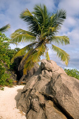 Cocos nucifera, Cocotier, rochers granitiques, Ile de la Digue, Seychelles
