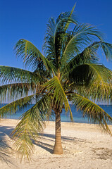 Cocos nucifera, Cocotier, Madagascar