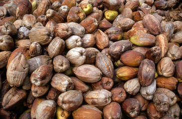 Cocos nucifera, Cocotier, Ile de la Digue, Seychelles