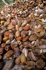 Cocos nucifera, Cocotier, Ile de la Digue, Seychelles