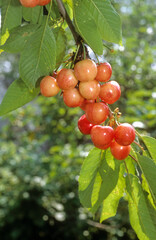 Cerisier, bigarreau, Prunus avium 'Napoleon'
