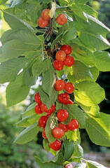 Cerisier, bigarreau, Prunus avium 'Napoleon'
