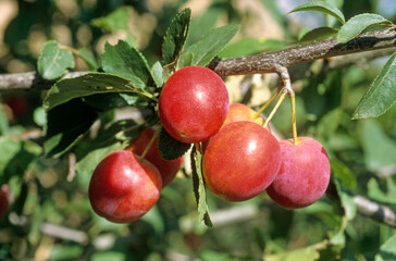 Obraz premium Cerisier, bigarreau, Prunus avium 'Napoleon'