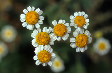 Matricaria perforata, Tripleurospernum inodorum Matricaire perforée , Matricaire inodore - obrazy, fototapety, plakaty