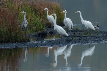 Silberreiher (Egretta alba)
