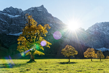 Herbstbäume zum Sonnenuntergang am Ahornboden im Karwendel Nationalpark