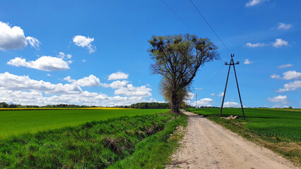 Fototapeta na wymiar Beautiful spring landscape of fields and meadows in the Polish countryside