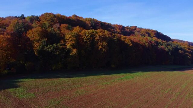 Drone flying and rising over barren fields towards colorful autumn leaf tree forest on sunny day