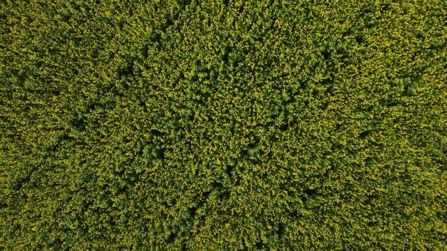 Drone flying and rising over blooming canola field on sunny day