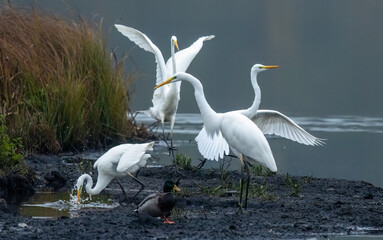 Silberreiher (Egretta alba)
