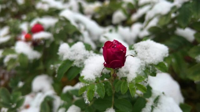 Close-up of red rose under white snow in winter. Romantic peaceful nature. Wallpaper of blooming rose on frosty day. Late autumn scene. Film grain pixel texture. Soft focus. Live camera. Blur