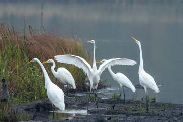 Obraz premium Silberreiher (Egretta alba) 