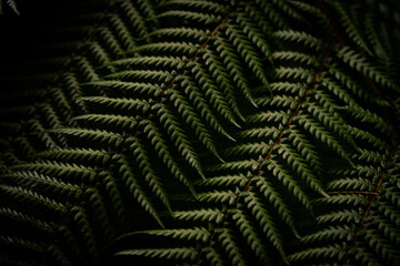 Close up photo of beautiful fern in the dark light. 