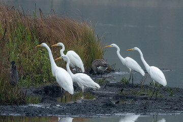 Silberreiher (Egretta alba)

